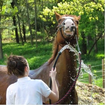 Just another sassy equestrian trying to make it big