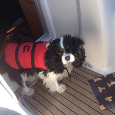 Lucky cavelier king charles houd van zeilen en slapen, ik ben een SNURKER.Ben 12 jaar oud. Ik ben erg klein gebleven?. #sailboat