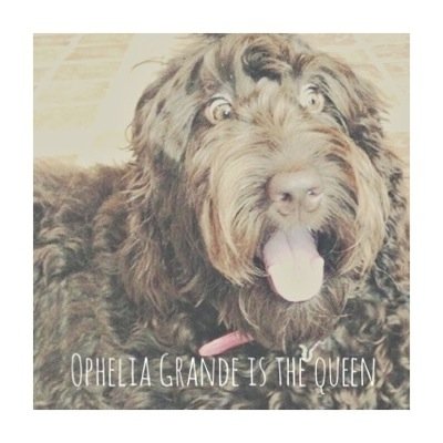 Ophelia is the cutest puppy ever Ophelia follows since 7.14.14 Toulouse follows since 7.15.14// Ophelia DMed x3