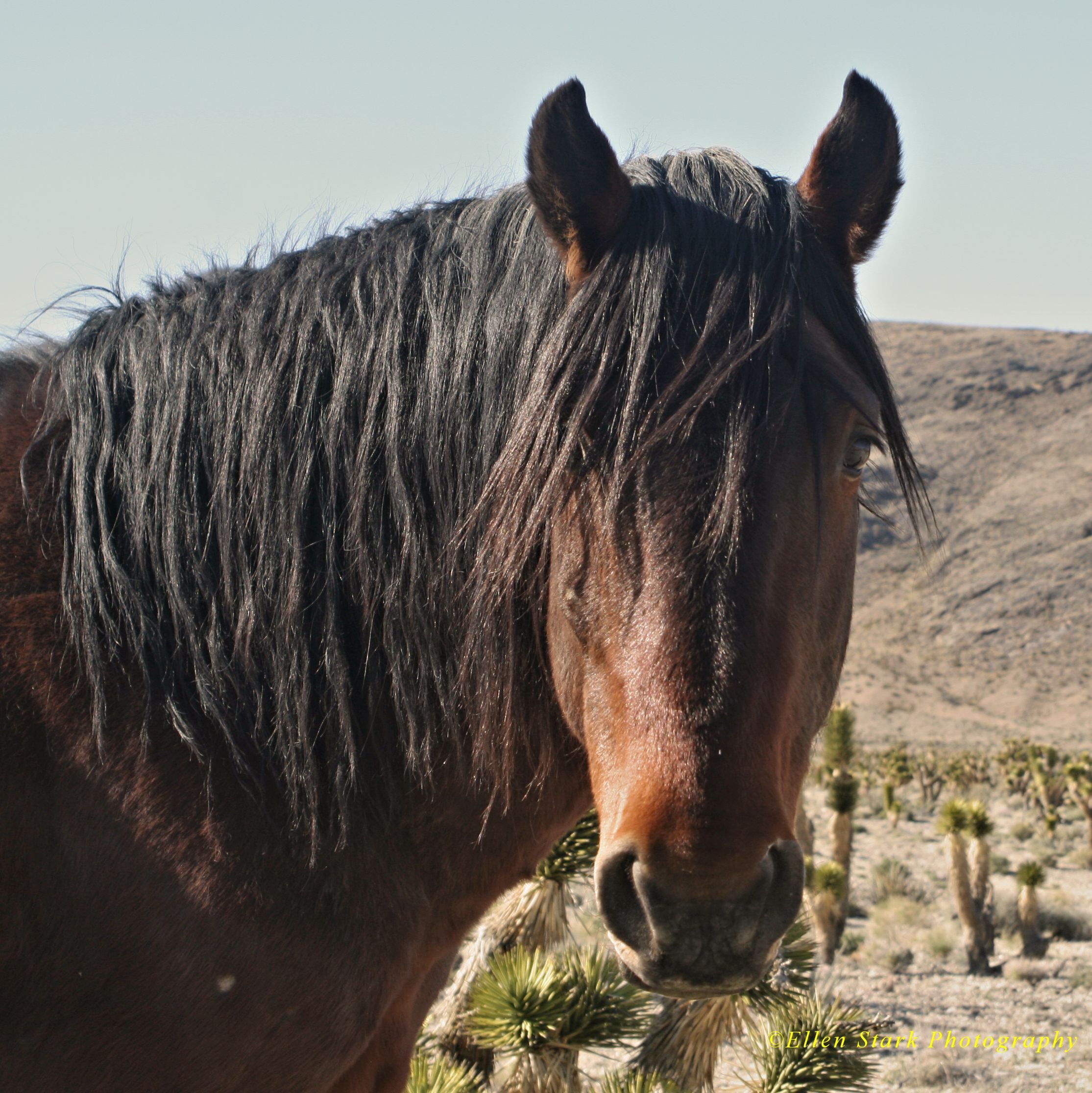 Love horses, dogs, cats