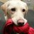 LuckyDogBrands's profile image