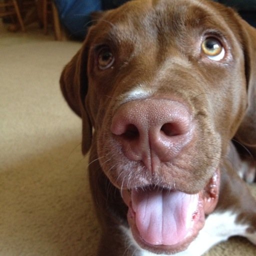 horsepbull's profile picture. Haha I'm Horse and that's a good thing because I like eating flowers, broccoli and carrots. I have a pet human. And I have 2 roommates. Pearl's a bitch :(