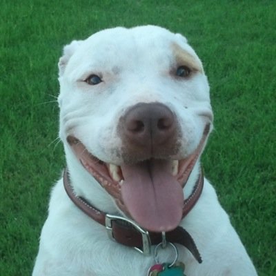 RebaThePitbull's profile picture. Woof! I am the Reba, #1 doge in the wurld, voice of my brethren