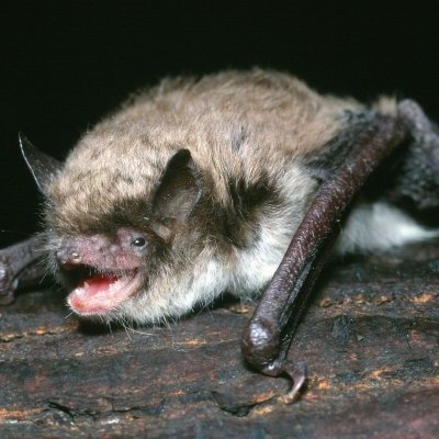 HugeBats's profile picture. I swear I saw that!