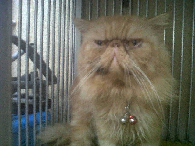 adam_devkan's profile picture. 