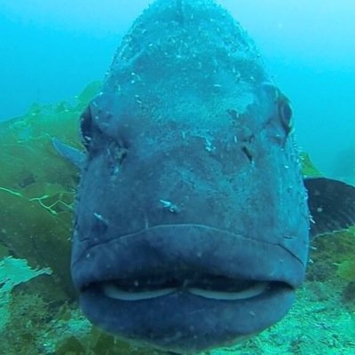 A joint research project between researchers at UCSB and CSUN to learn more about giant sea bass populations