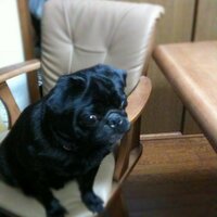 koji (@udo3) 's Twitter Profile