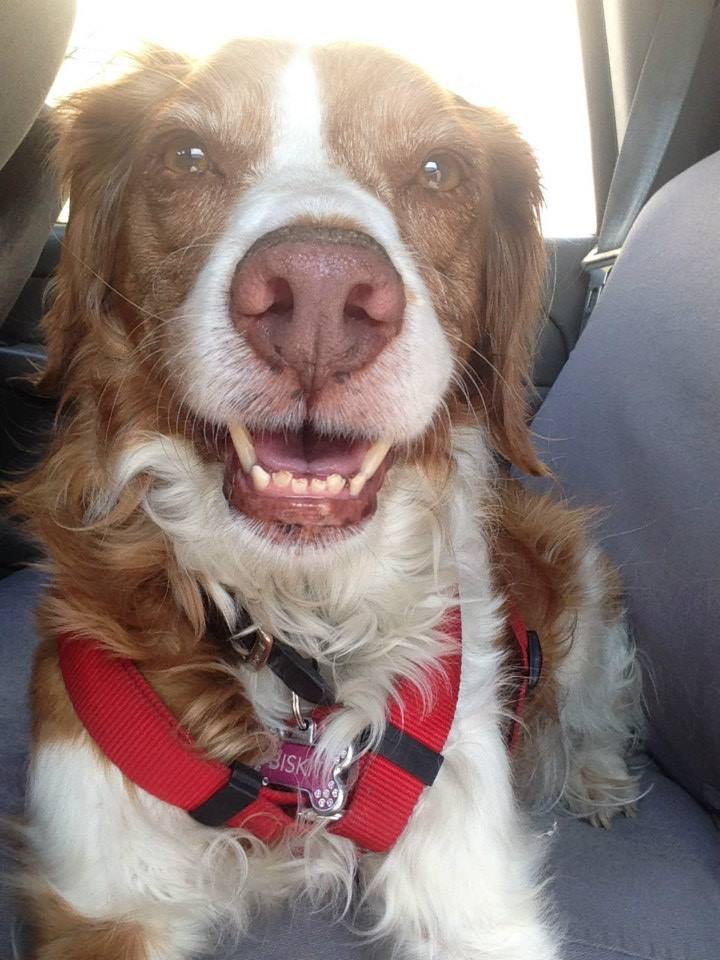 Chronicling the life of a 15-year-old #BrittanySpaniel