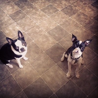 BinksBlue's profile picture. Binks is a Salty Dog from Nova Scotia. Blue is a Calgarian Cowboy. They are Boston Brosephs Fur Life.