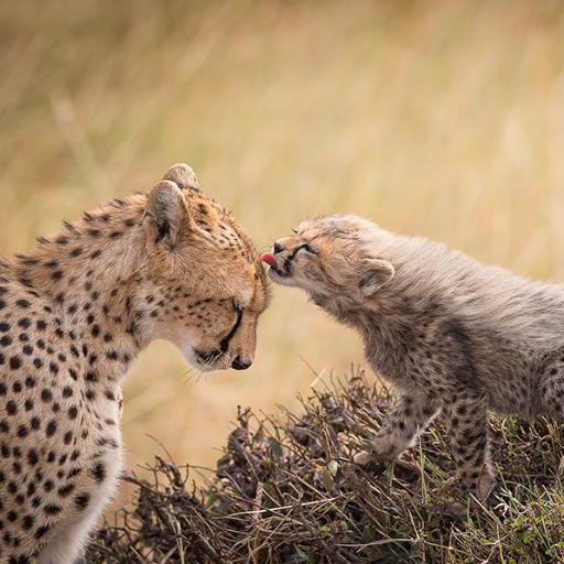 milano_junior's profile picture. Desarrollador de Software con tecnología Web, Re-ingeniería y Auditoría.