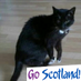 Ann 🦔🦅🏴 (@cosworthlady) Twitter profile photo Ann 🦔🦅🏴 (@cosworthlady) Twitter profile photo