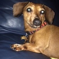 Chaser of tennis balls and bugs. 11 years old. Single.