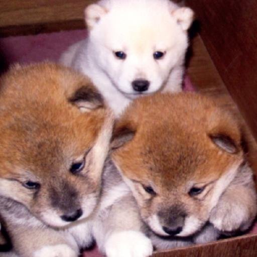 ★老舗ブリーダー！良質犬NO.1★ 良質子犬を一般の方（ペット）へもお譲りしています！ ＨＰにも遊びにきてネ（＾Ｏ＾）！ プロが育成する良質で生粋。本物の柴犬を飼ってみませんか？ 繫殖元と直接やりとりで安心・安全！66KFSM8R RRNSJAZP