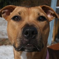 Pit Bull Chat (@pitbullchat) 's Twitter Profile