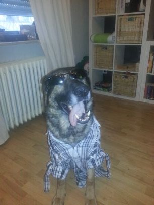 shepherd2401's profile picture. 