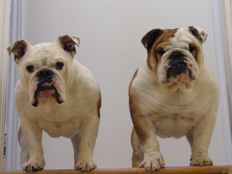 Loves bulldogs and lia sophia jewellery