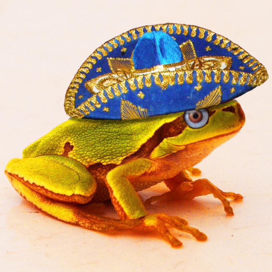 DoriToad's profile picture. Estoy Doritoad!