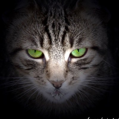Hello there! Follow me ill be posting gaming pictures! :) also, i have a youtube channel! @ Fierce Gaming Gato Check out all my gaming content there!