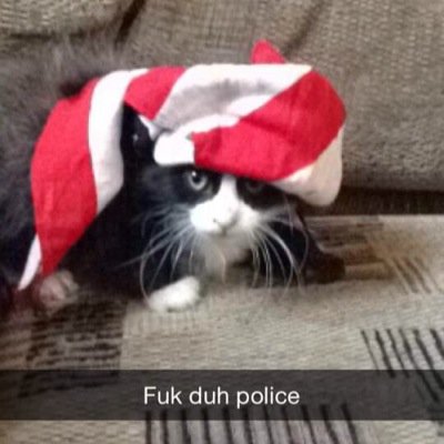 Trust no cat