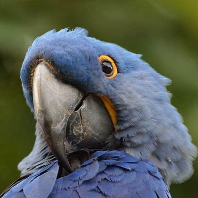 Im Polly the parrot. And i just want to make friends.