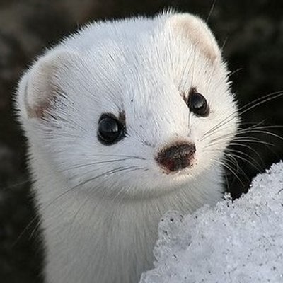 Rarest Animals (@RarestAnimaIs) / Twitter Rarest Animals (@RarestAnimaIs) / Twitter