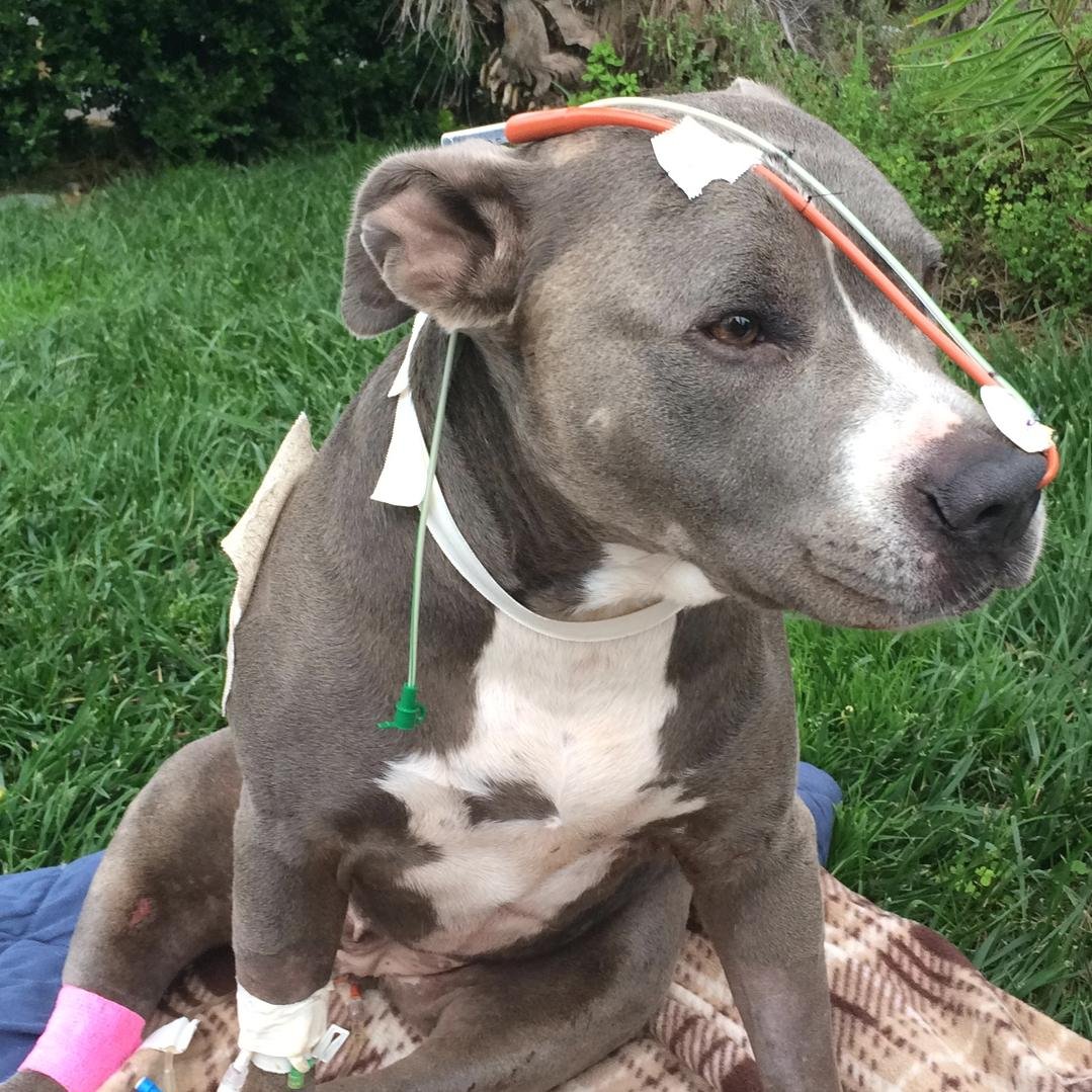 On July 13,2014 our beloved family dog, Tegan, was hit by a car. She sustained traumatic internal and external injuries. We are seeking donations & well wishes.