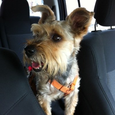 GrilloBere's profile picture. 