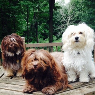 We adore havanese! Raising, breeding and nurturing healthy AKC puppies.
http://t.co/OpdaGiPDsP