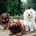 Havahug Havanese (@havahughavanese) Twitter profile photo