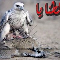 ابوسالم الضوي (@shayee2012) 's Twitter Profile