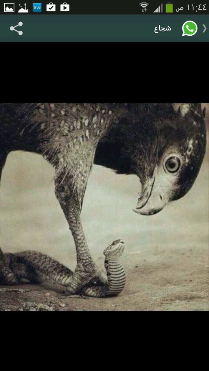 torkeylion's profile picture. follow me = follow back