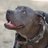 sadiewonderpup's profile image