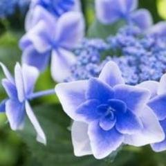 慢性的な疲労。PS（performance status）による疲労・倦怠の程度は５～７。日光アレルギー。ボカロ曲歌い手さん応援中。手芸好き。カサンドラ症候群。 RT多め。受動型発達凸凹の息子は新社会人(乗り鉄)。プロフ画像は『写真素材 足成』さん https://t.co/jl4qDca5TU より。