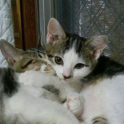 行き場を失った尻尾の生えた天使たちの幸せ探しをしてます。

Ruuさん＋わんず２＋にゃんず６＋保護猫さんの大家族です。

http://t.co/pxF0fUgmEl