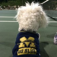 mgoblurg (@mgoblurg) 's Twitter Profile