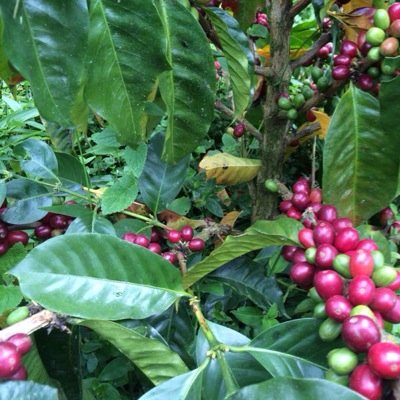 Specialty coffee farm in the Middle of the World