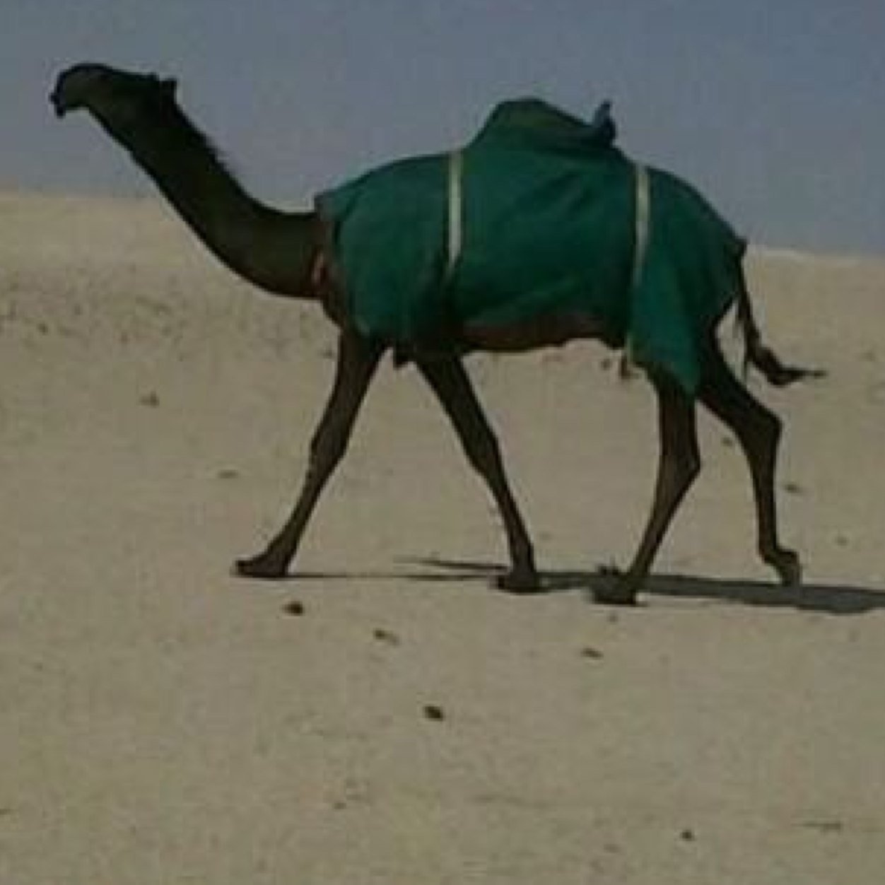 khleed1122's profile picture. 