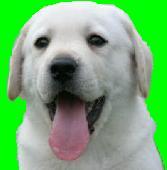 Dogs living longer, healthier lives is our passion. Pupify™ anti-aging dog treats and food mix-ins. Awaken the your dog's inner puppy. Follow us!
