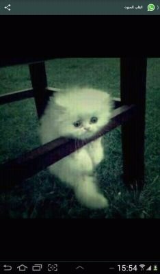 ‏‏مبارك عليكم الشهر