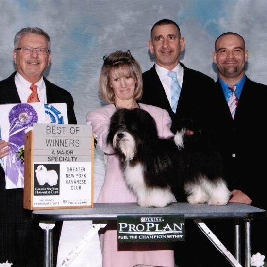 nyc havanese nyc havanese nychavanese nyc havanese nyc havanese nychavanese