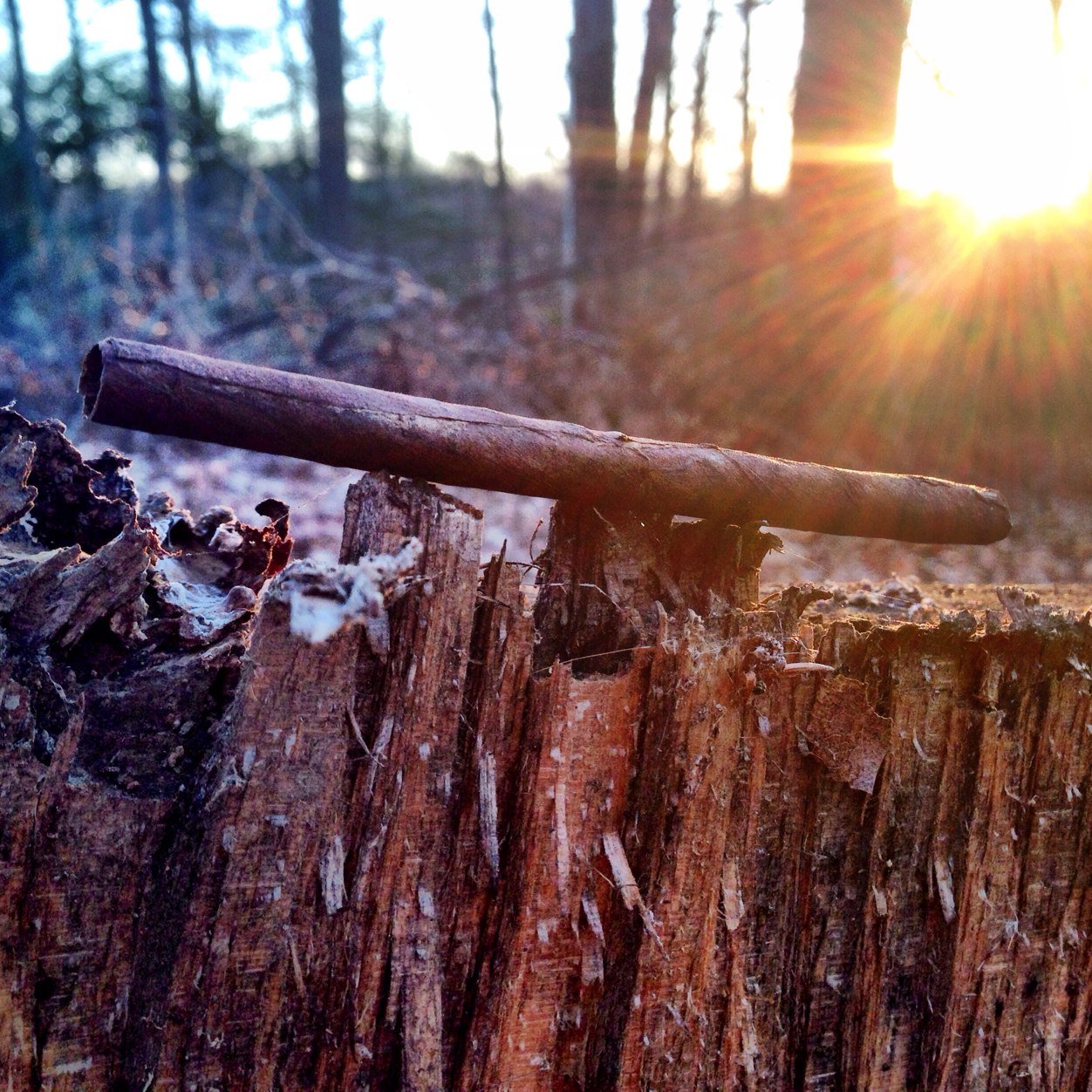 PearlGawd's profile picture. We roll #Pearlfections out here. #StonerFam