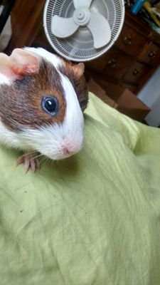 palomino20111's profile picture. name is megan and I'm engaged to a wonderful man named Quintin. I have a baby on the way he's due October 4th. live laugh love