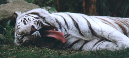 Tigercat1975's profile picture. 