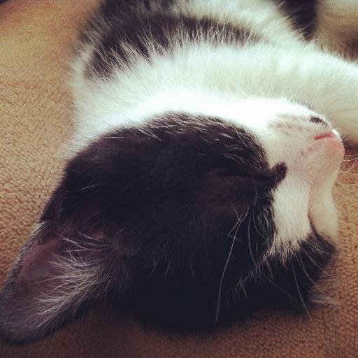 Salome_deng's profile picture. graphic designer