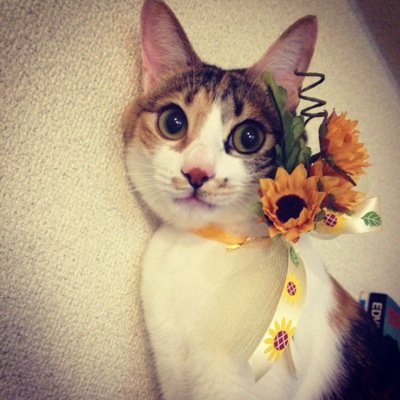 あまり更新できないかもしれない、おじょうちゃん(本名はココ)の日常です！2018/07/30天国へ旅立ちました