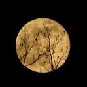 Randy Bowser - @Bajaloween - Twitter