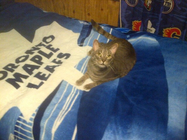 Hi I'm Jake. I'm a cat.