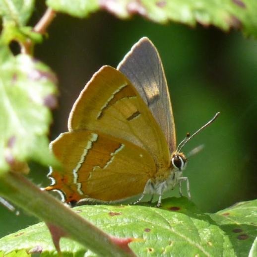 Dorset birds and garden moths