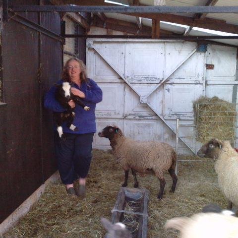 An exciting new breed of Sheep created with the smallholder in mind. News & pictures from all our flocks #BritishLavenderSheep