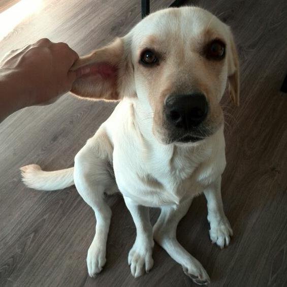 tradevil's profile picture. 